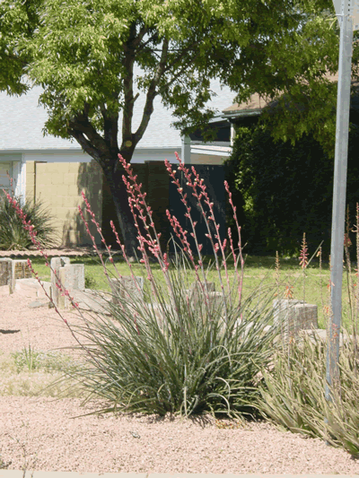 hesperaloe parvifolia KM